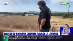 Revest-du-Bion: une chenille ravage la lavande