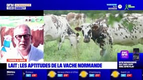 Terre et Mer du jeudi 22 juin - Lait : les aptitudes de la vache Normande.