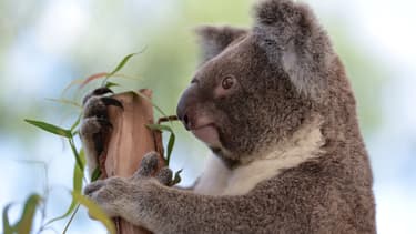 Un koala au zoo de Sydney, le 24 avril 2013. (Photo d'illustration)