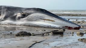 Une baleine s'est échouée sur la plage de Saint-Valery-en-Caux, le 19 avril 2023, et n'a pas survécu. 
