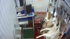 Capture d'écran des images de l'abattoir de l'indre diffusées par l'association L214