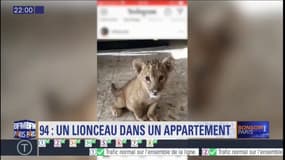 Val-de-Marne: un lionceau dans un appartement 