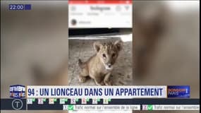 Val-de-Marne: un lionceau dans un appartement 