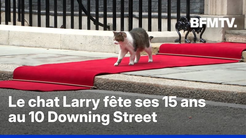 Royaume-Uni: le chat Larry fête ses 15 ans à Downing Street