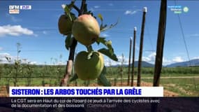 Grêle: les agriculteurs de Sisteron et Mison touchés