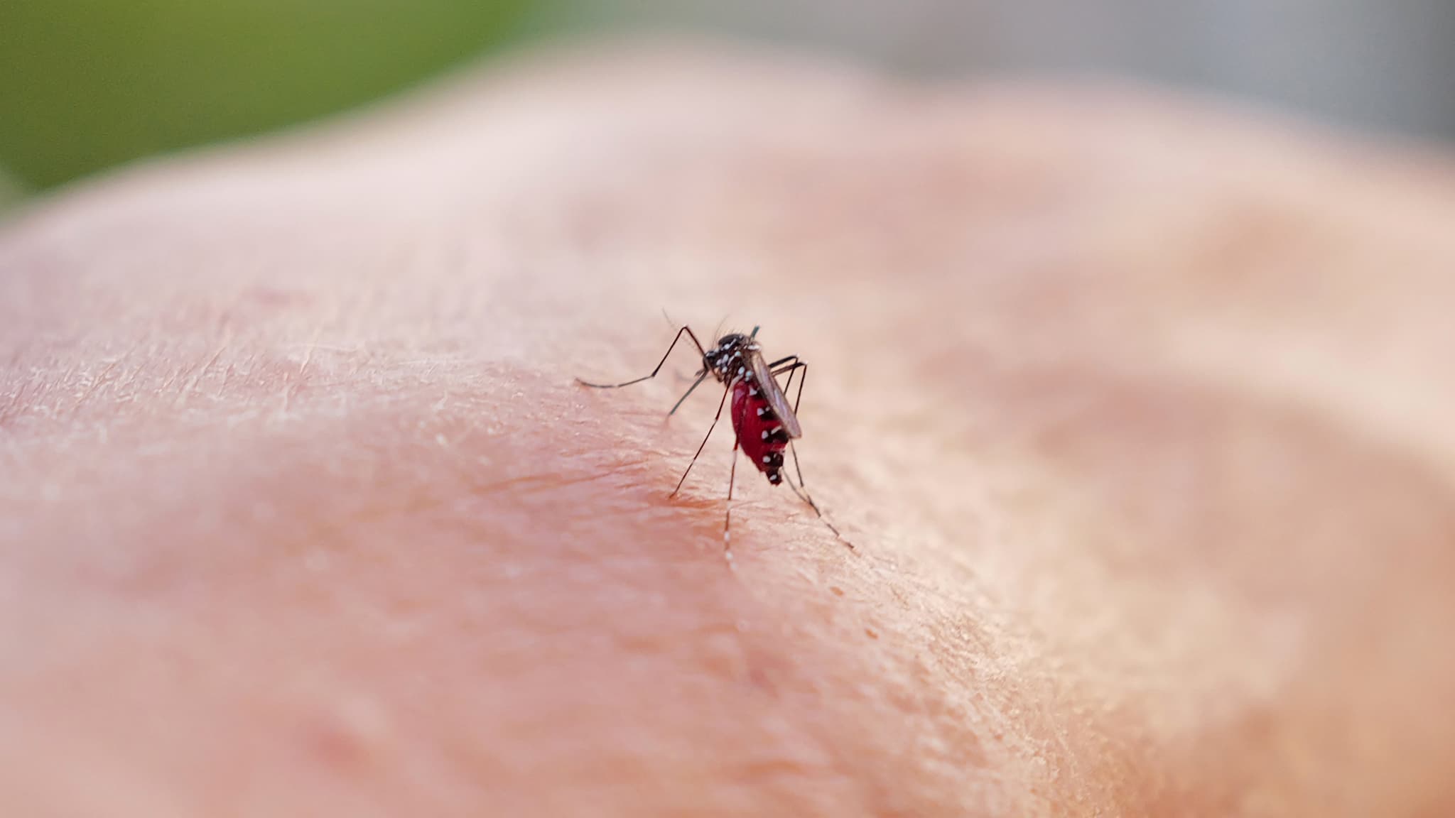 W miarę zbliżania się lata zagraża rozprzestrzenianie się komarów tygrysich