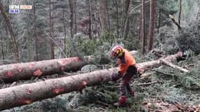 Ma Région mes services : les bucherons débardeurs 