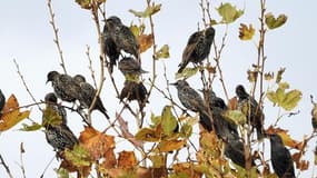 C’est la fin des cui-cui... Les oiseaux disparaissent des campagnes françaises