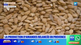 La production d'amandes relancée en Provence