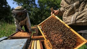 Des apiculteurs récoltent du miel à Saint-Ours, en Auvergne, le 20 août 2024