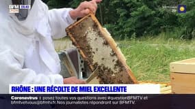 Rhône: une récolte de miel excellente cette année