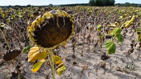 Des tournesols à Uzès (Gard) le 21 août 2019 (Photo d'illustration)