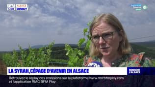 Alsace: la syrah, un cépage de plus en plus privilégié par les viticulteurs