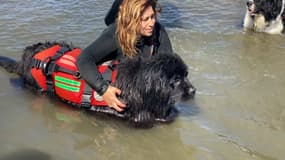 Un Terre-Neuve s'entraînant au sauvetage en mer à La Seyne-sur-Mer le dimanche 16 juin 2024.