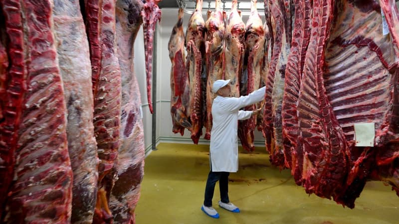 Des carcasses de bœuf dans un abattoir de Tarascon, le 23 juin 2022