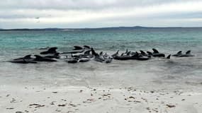 Des dizaines de cétacés se sont échoués sur une plage dans l'ouest de l'Australie le 25 juillet 2023