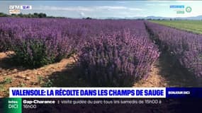 Valensole: la récolte dans les champs de sauge a commencé 