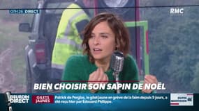 Dupin Quotidien : Bien choisir son sapin de Noël - 30/11