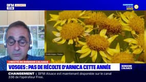 Fabien Dupont: "On est inquiets" face à la potentielle disparition de l'arnica dans les Vosges