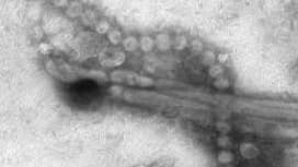 Le virus H7N9 serait transmissible entre humains