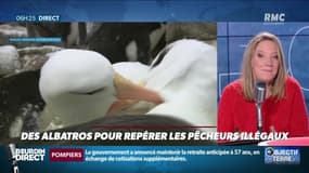 Objectif Terre : Des albatros pour repérer les pêcheurs illégaux - 29/01