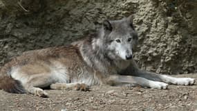 Un loup du zoo de Bâle. (illustration)