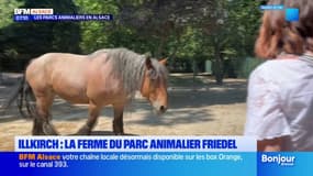 C beau chez nous: à Illkirch, découverte de la ferme du parc animalier Friedel