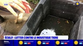 Écully: lutter contre le moustique-tigre 