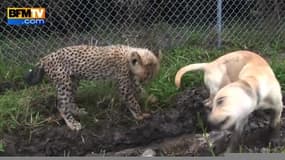 Un chien et un jeune guépard très amis