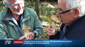 L'Anses alarme sur le nombre d'intoxications aux champignons