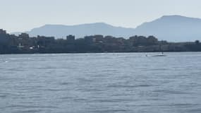 Deux baleines ont été aperçues dans la rade de Marseille ce lundi 9 octobre non loin de la plage des Catalans.