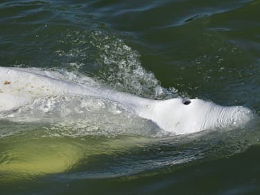 Le Beluga, cétacé long de quatre mètres, repéré mardi dans la Seine,le 5 août 2022