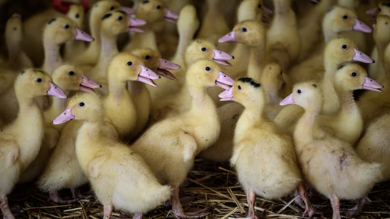 Caméras, ventouses et intelligence artificielle: comment la filière foie gras veut éviter le broyage des canetons femelles