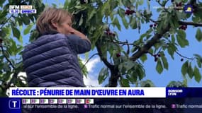 Récolte : pénurie de main d'oeuvre en Aura