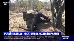Une bactérie en cause dans la mort de plusieurs éléphants au Zimbabwe