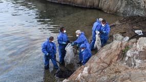 Les côtes corses avaient déjà été touchées - Image d'illustration
