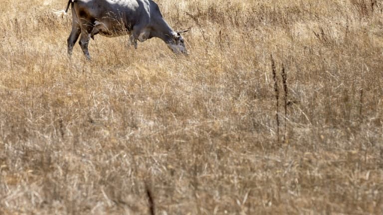 Une vache paît dans un champ desséché à Saint Philbert-sur-Risle, en Normandie le 3 août 2022