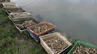 On est sûr de la présence du norovirus dans deux zones du bassin, sur les communes de Chaillevette et La Tremblade", selon Daniel Coirier, président du Comité régional de la conchyliculture de Poitou-Charentes (CRC).