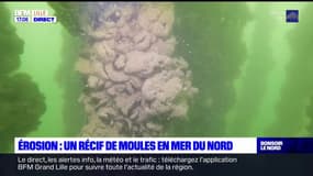 Belgique: une barrière naturelle de moules contre l'érosion du littoral