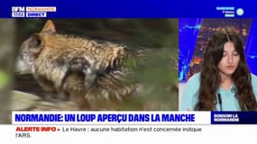 Un possible loup aperçu dans la Manche, à Saint-Côme-du-Mont