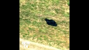 Un ours en liberté se promène au beau milieu d'un quartier résidentiel aux États-Unis
