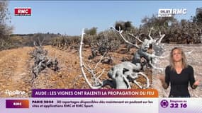 Aude : les vignes ont freiné l’avancée des flammes