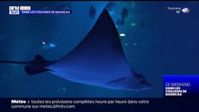 Découvrez en exclusivité les coulisses de Nausicaa, le plus grand aquarium d'Europe