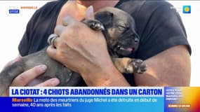 La Ciotat: quatre chiots abandonnés dans un carton