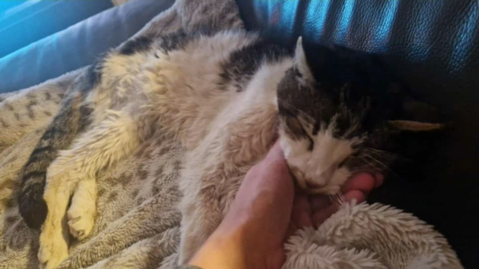 Vaucluse: un chat perdu depuis 15 ans retrouve son maître avant de