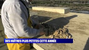 Des huîtres plus petites cette année - 09/11