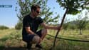 Un agriculteur a lancé une cagnotte en ligne après que sa production de noix ait été touchée par de violents orages