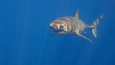 Un requin blanc (Photo d'illustration).