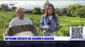 A Grasse, une récolte du jasmin perturbée par les conditions climatiques