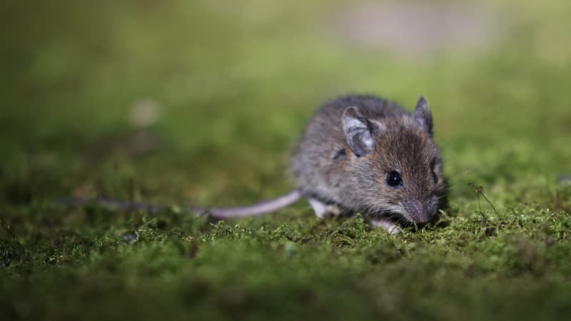Dans les lits, les fours, les écoles, les champs... L'ouest de l'Australie en proie à une colossale invasion de souris